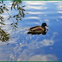 Загрустили утки на пруду :: Ольга Довженко