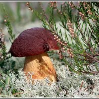 Царь... :: Aleksandr Gal