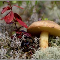 Масленок.. :: Aleksandr Gal