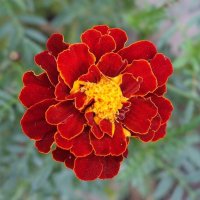 Бархатцы :: Рита Симонова