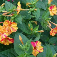 Мирабилис :: Рита Симонова