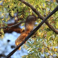 Белка -связист. :: Александр Кондаков Белка -связист. :: Александр Кондаков