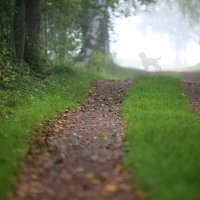 в мире тумана :: liudmila drake в мире тумана :: liudmila drake