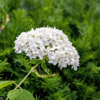 Гортензия :: Светлана Ищенко