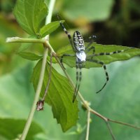 ** :: Зоя Мишина