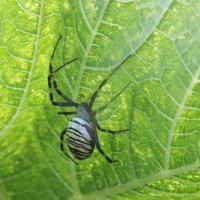 ** :: Зоя Мишина