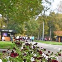 Аллея. :: юрий Амосов Аллея. :: юрий Амосов