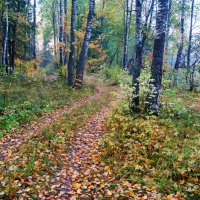 Лесная дорога :: Сергей Ц