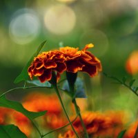 Бархатцы :: Геннадий Супрун