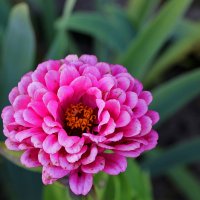 Красавица цинния :: Светлана Красавица цинния :: Светлана