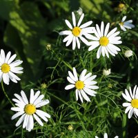 Сентябрь... всё ещё ромашки... :: Светлана 