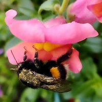 Шмель :: Александр Николаев