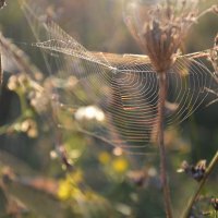 Мелодия утра... :: Надежда Куркина 