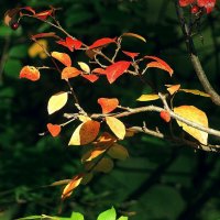 *** :: Леонид leo *** :: Леонид leo