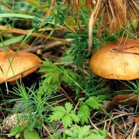 Козляки :: Леонид leo Козляки :: Леонид leo