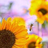 ..пора домой.. :: Георгий Никонов