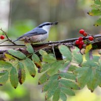 поползень :: Сергей Владимирович Егоров поползень :: Сергей Владимирович Егоров