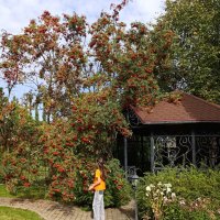 Рябиновое. :: tatiana 