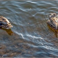 Про осень... :: Aquarius - Сергей