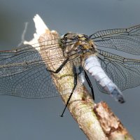 опять про стрекоз 28 :: Александр Прокудин