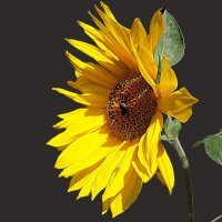 Свет солнца :: Hope 