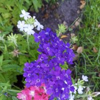 Вербена :: Сапсан 