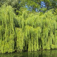 Ива плакучая. :: Сергей Фомичев Ива плакучая. :: Сергей Фомичев
