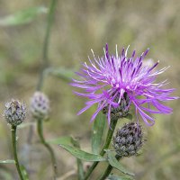 Василёк луговой :: Светлана Ищенко
