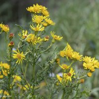 Якобея обыкновенная :: Светлана Ищенко