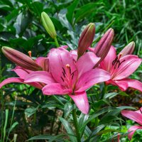 *** :: Виктор Иванович Чернюк