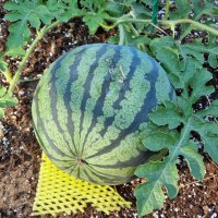 А говорили, что в Ленинградской области арбузы не растут. Врали. :: Андрей Андреев Андреев