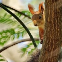 Осень и белка... :: Николай Саржанов