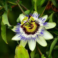 Фантастический :: Юрий. Шмаков