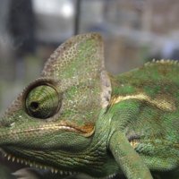 хамелеон :: ИРЭН@ . хамелеон :: ИРЭН@ .