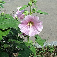 Цветы. :: Владимир Драгунский