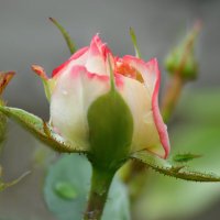 *** :: Надежда Куркина *** :: Надежда Куркина