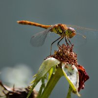 Гостья...прилетела пообедать... :: Надежда Куркина 