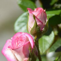 *** :: Надежда Куркина 