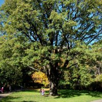 В солнечный день все тянутся к дубу Гофмана,,,) :: Анатолий Колосов В солнечный день все тянутся к дубу Гофмана,,,) :: Анатолий Колосов