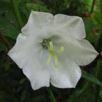 Нежный колокольчик :: Людмила Смородинская