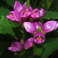 Щас укушу :: Людмила Смородинская