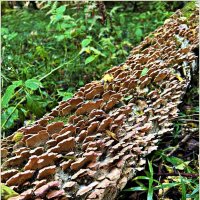 Трутовики. :: Валерия Комова