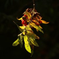 !!!! :: kolyeretka !!!! :: kolyeretka