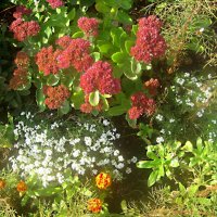 ***** :: Елена Семигина