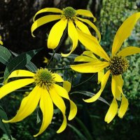 Топинамбур :: Рита Симонова