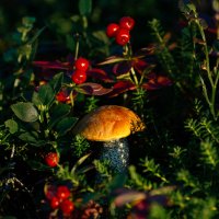 Из серии "Сентябрь" :: Sergey 