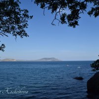 Природа Крыма :: Amazing Cosmea