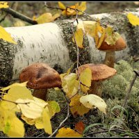 *** :: Aleksandr Gal