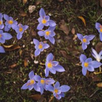 История осенних воскрешений. :: Анатолий Щербак