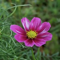 Космея. :: сергей ермошкин